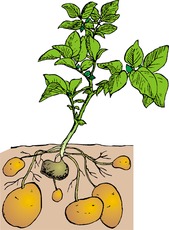 Kartoffel Pflanze.tif